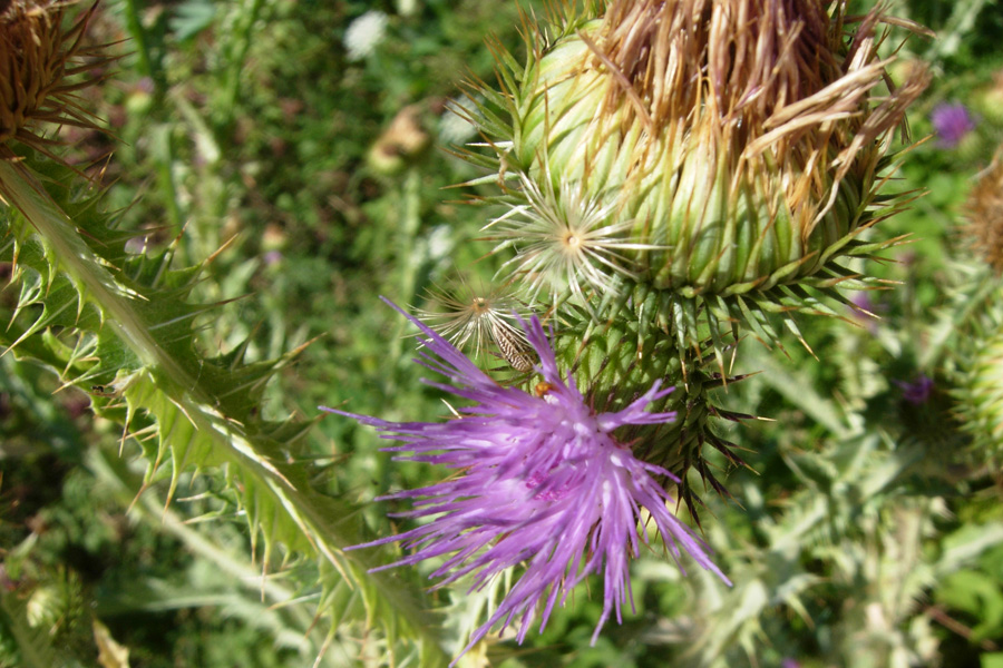 Fiori spinosi - Onopordum sp. e Cirsium vulgare